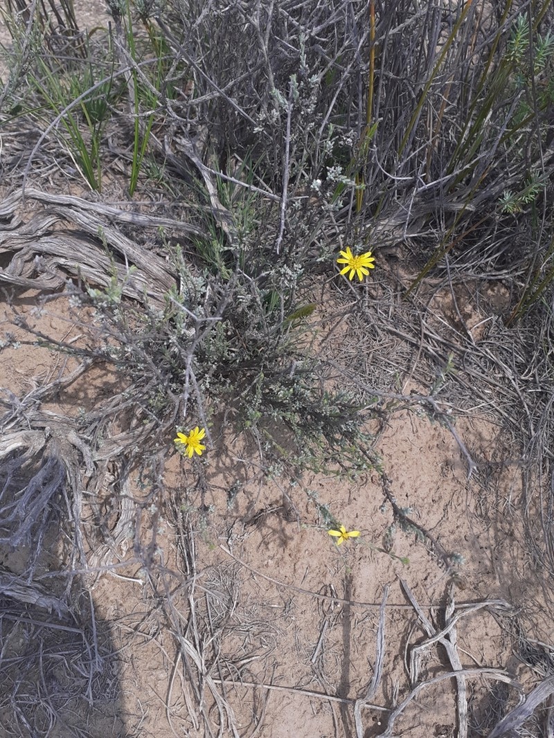 Oedera glandulosa photo 7