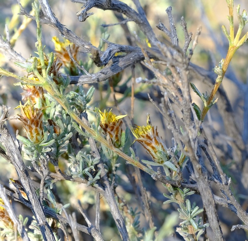 Oedera glandulosa photo 8