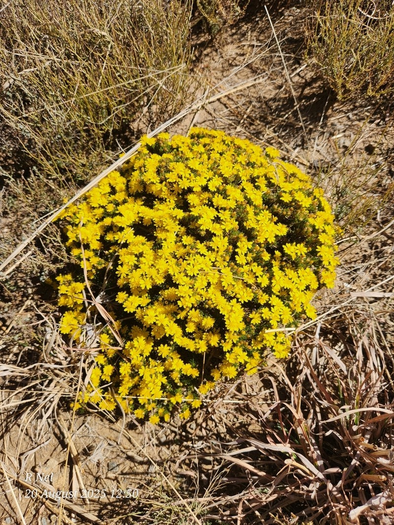Oedera humilis