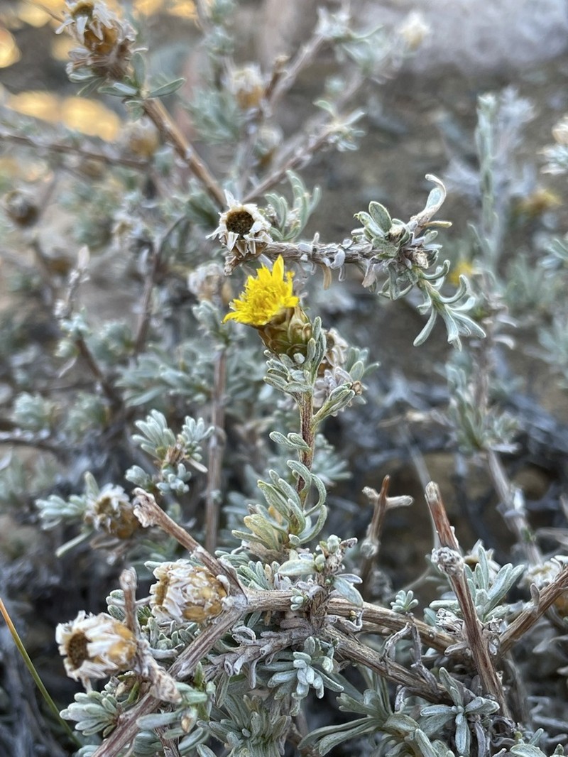 Oedera humilis photo 2