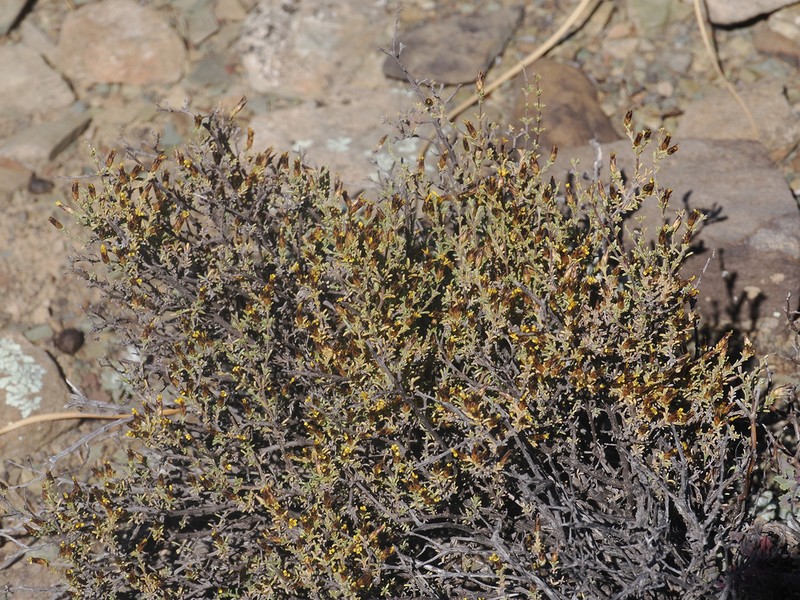 Oedera humilis photo 3