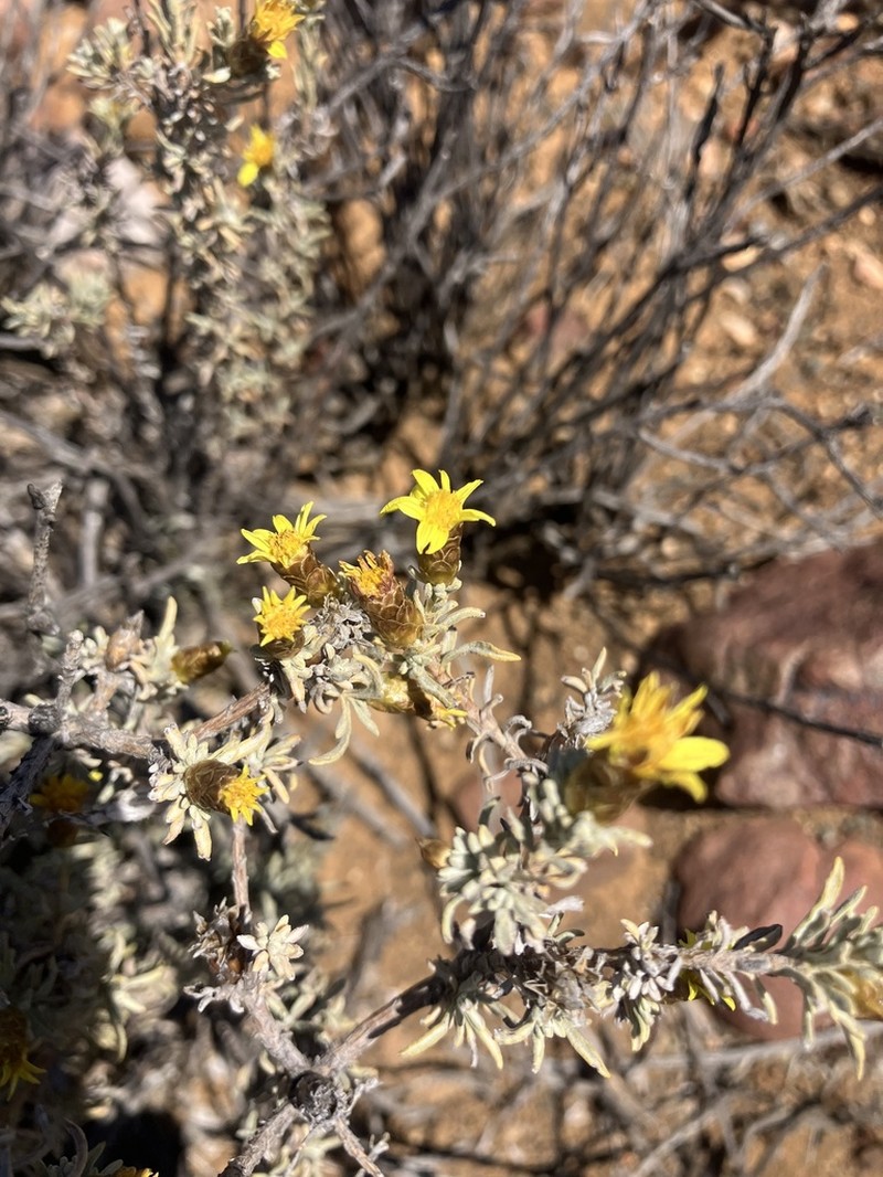 Oedera humilis photo 4