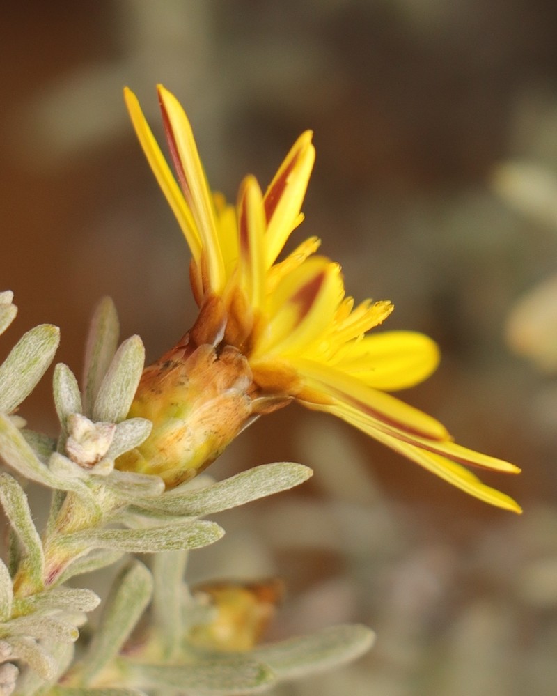 Oedera humilis photo 5