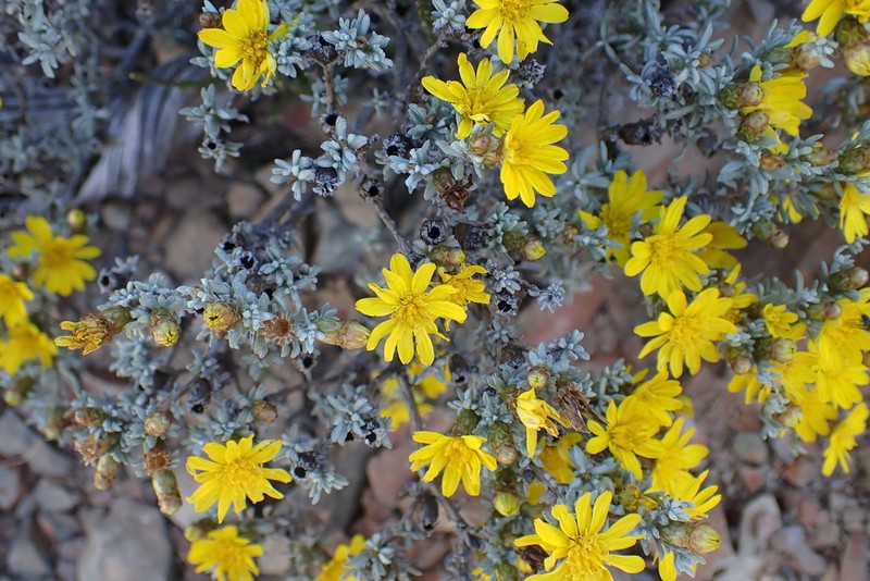 Oedera humilis photo 6