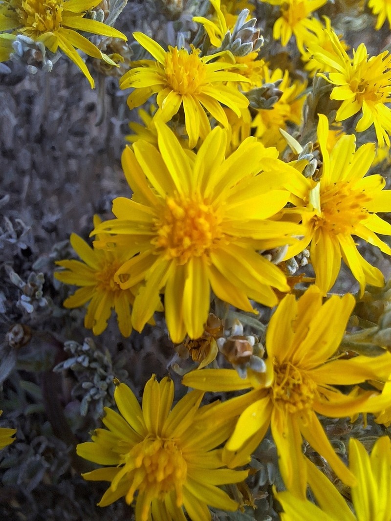 Oedera humilis photo 7