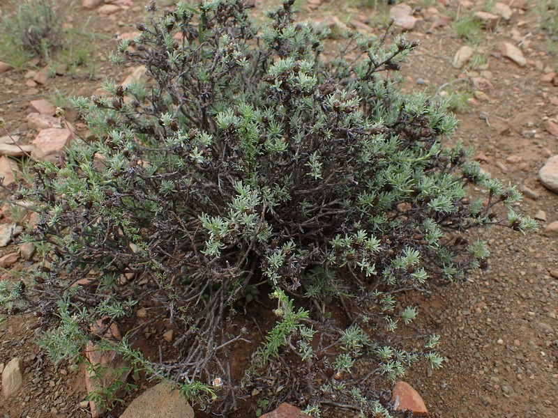 Oedera humilis photo 8