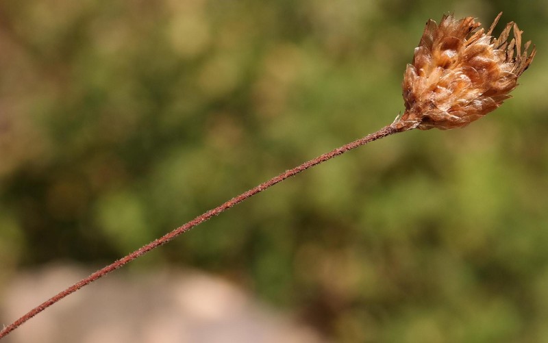 Oedera longipes photo 2