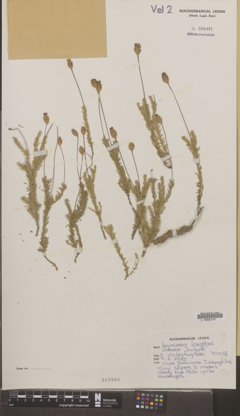 Oedera longipes photo 3