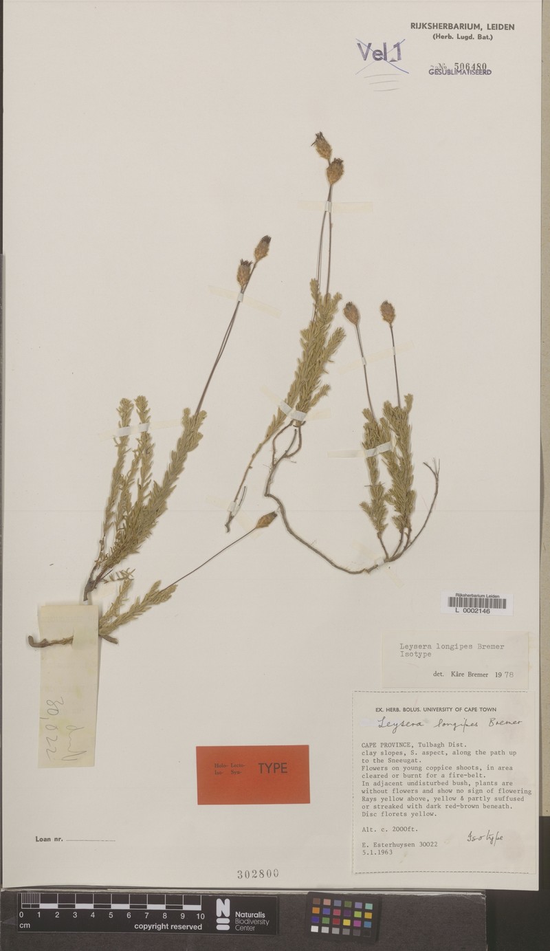 Oedera longipes photo 4