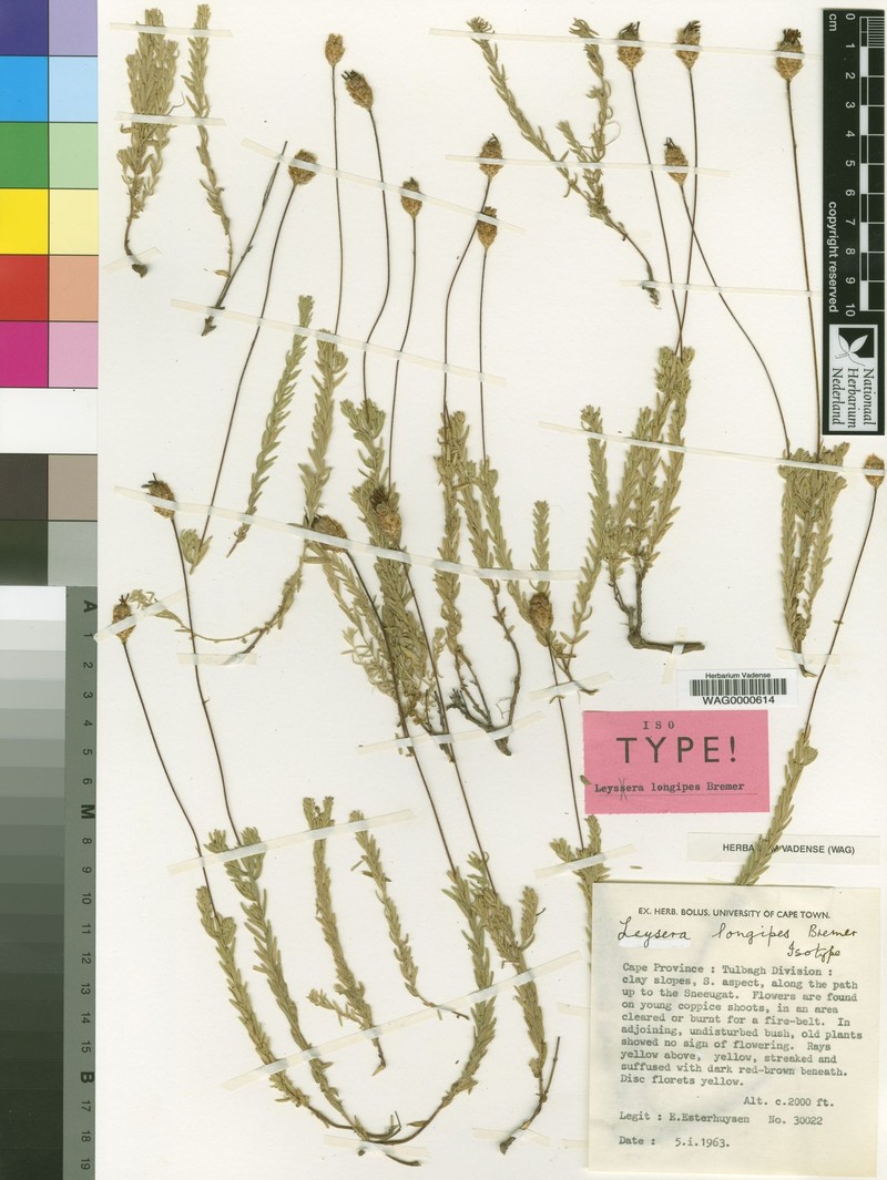 Oedera longipes photo 5