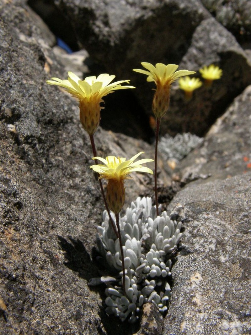 Oedera montana