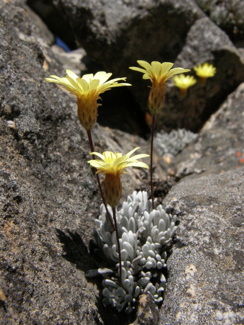 Oedera montana photo 3