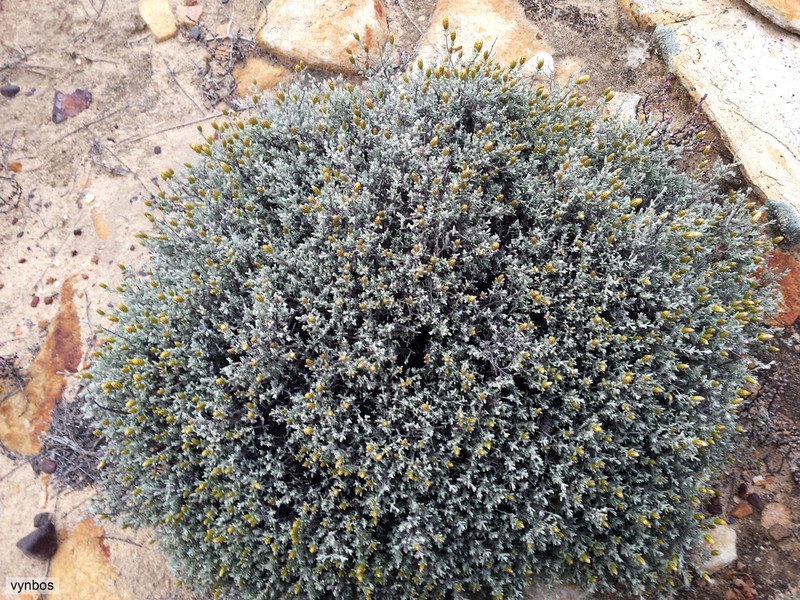 Oedera oppositifolia