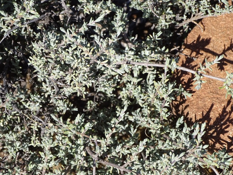 Oedera oppositifolia photo 2