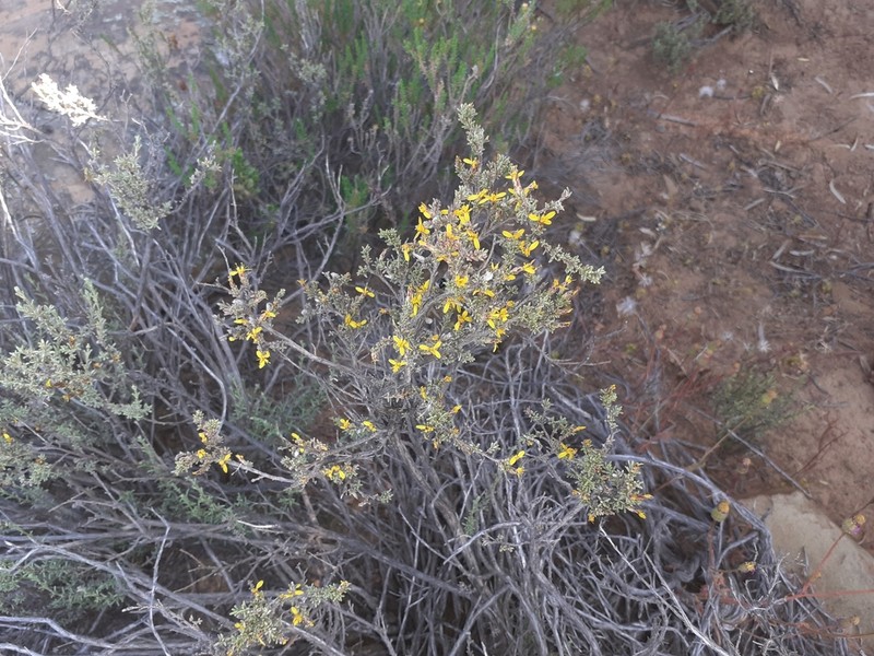 Oedera oppositifolia photo 3