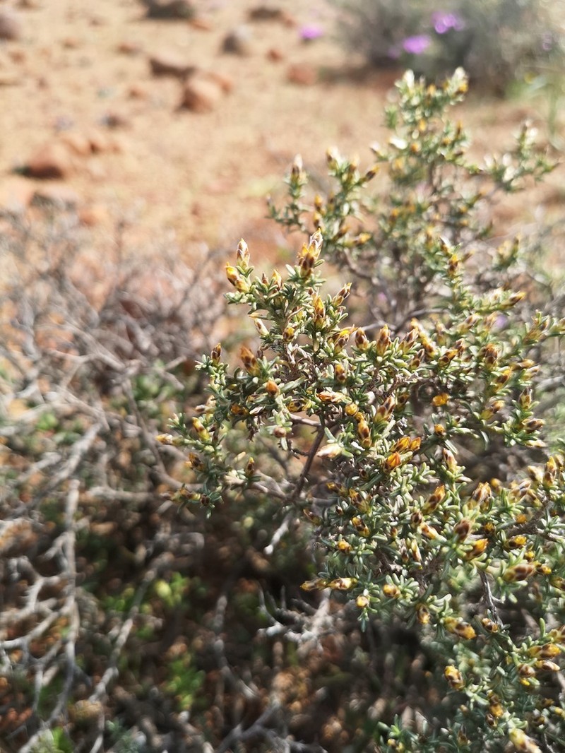 Oedera oppositifolia photo 4