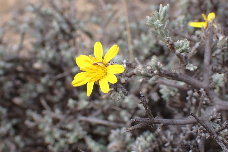 Oedera oppositifolia photo 5