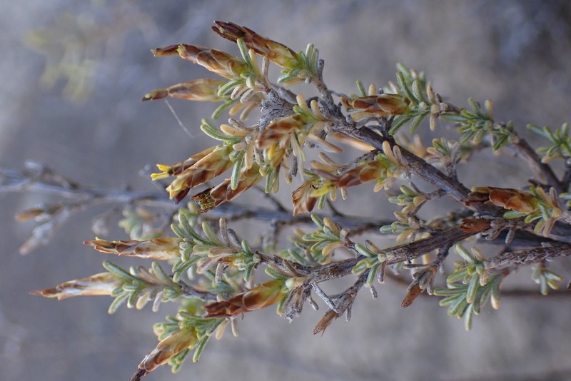 Oedera oppositifolia photo 6