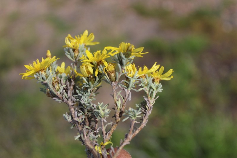 Oedera oppositifolia photo 7