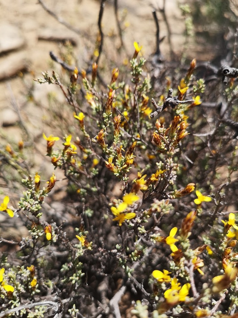 Oedera oppositifolia photo 8