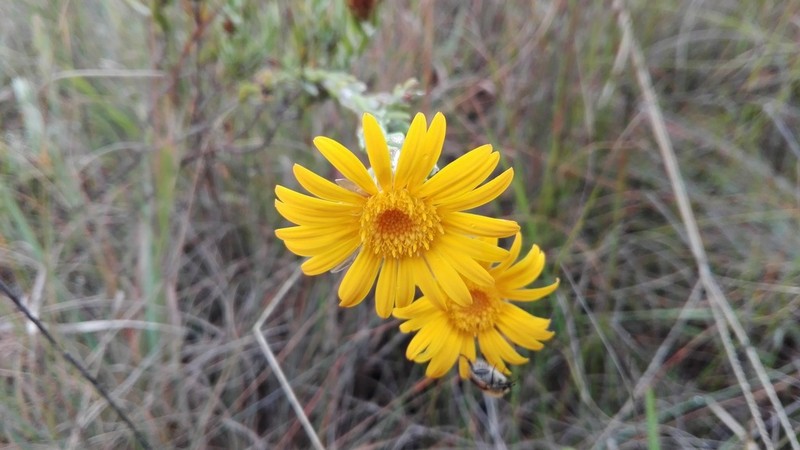 Oedera pungens
