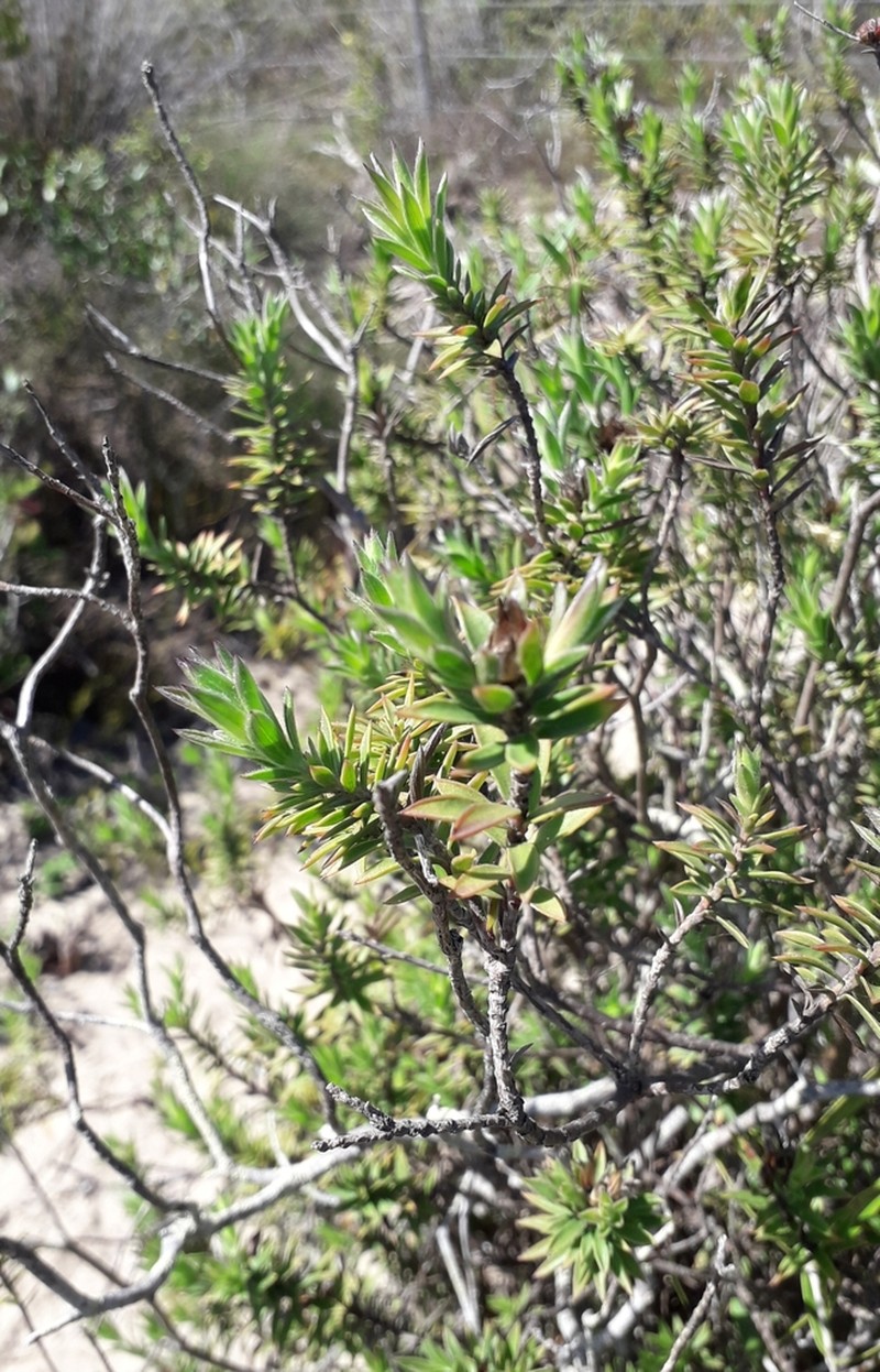 Oedera pungens photo 2