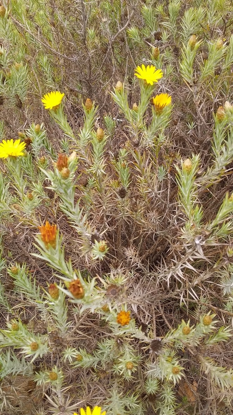 Oedera pungens photo 4