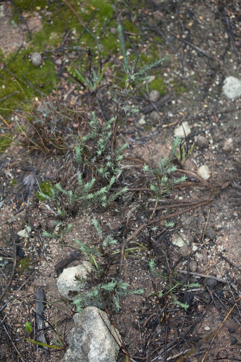 Oedera pungens photo 5
