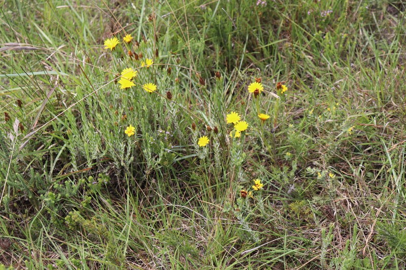 Oedera pungens photo 7