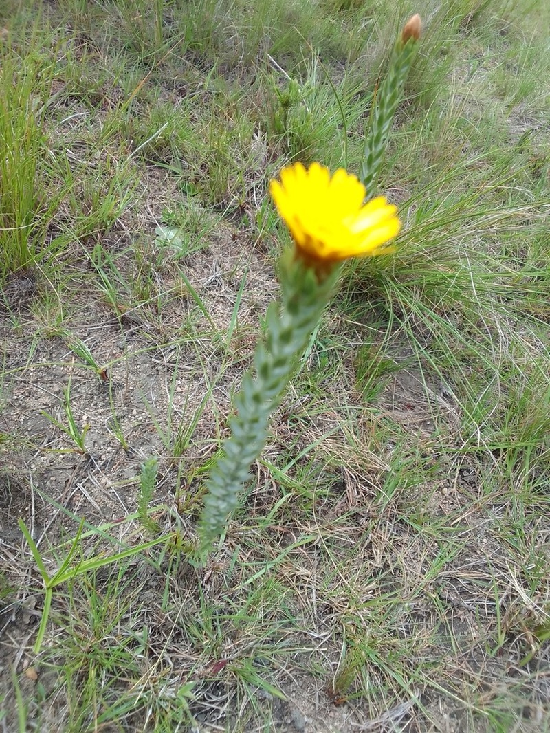Oedera pungens photo 8