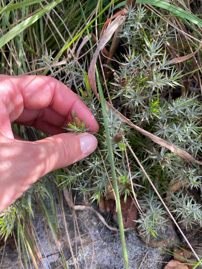 Oedera pungens subsp. angustifolia