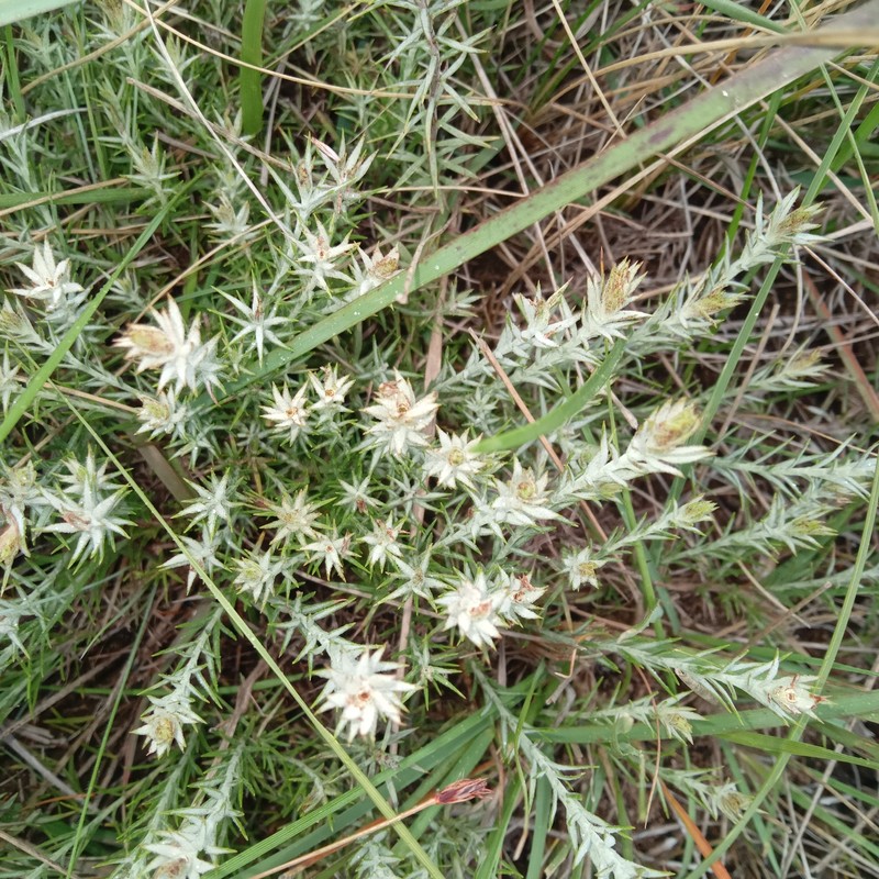 Oedera pungens subsp. angustifolia photo 2