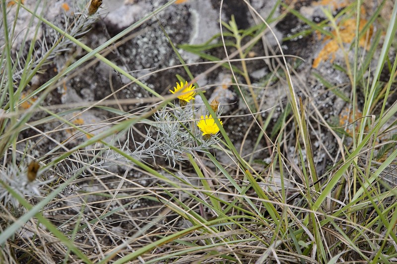 Oedera pungens subsp. angustifolia photo 3