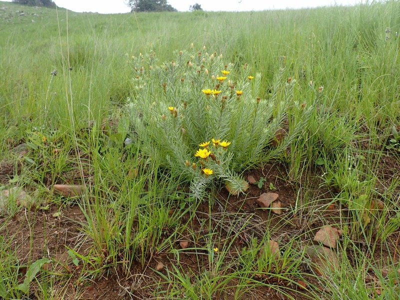Oedera pungens subsp. angustifolia photo 4