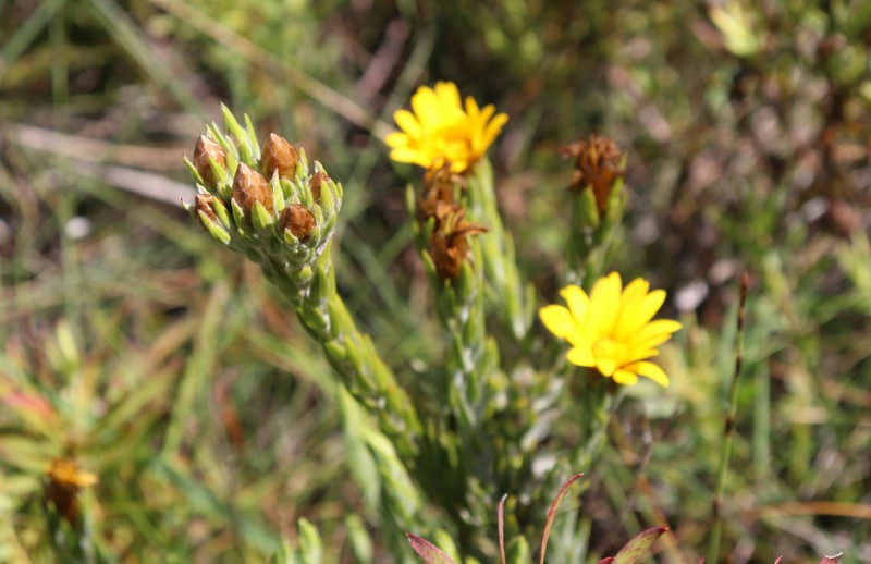 Oedera pungens subsp. trinervis