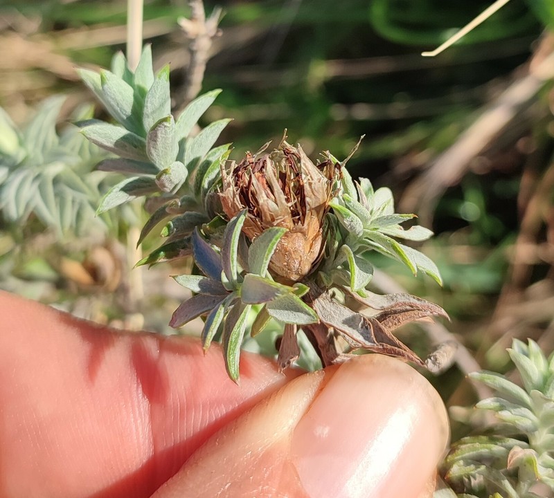 Oedera pungens subsp. trinervis photo 2