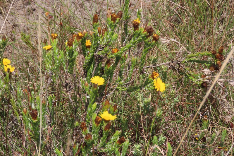 Oedera pungens subsp. trinervis photo 3