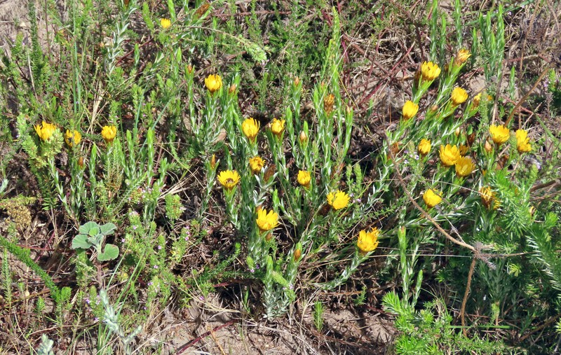 Oedera pungens subsp. trinervis photo 4
