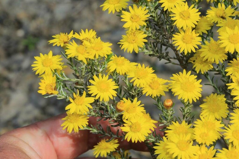 Oedera relhanioides