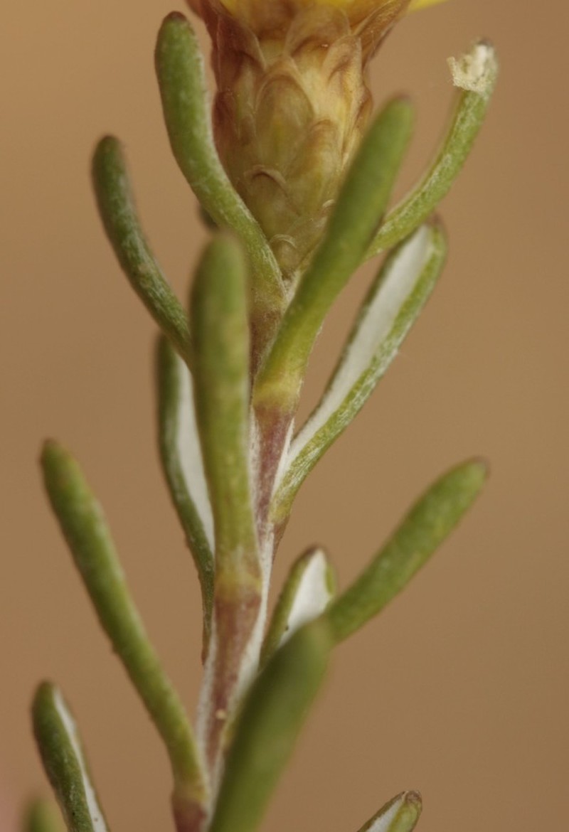 Oedera relhanioides photo 2