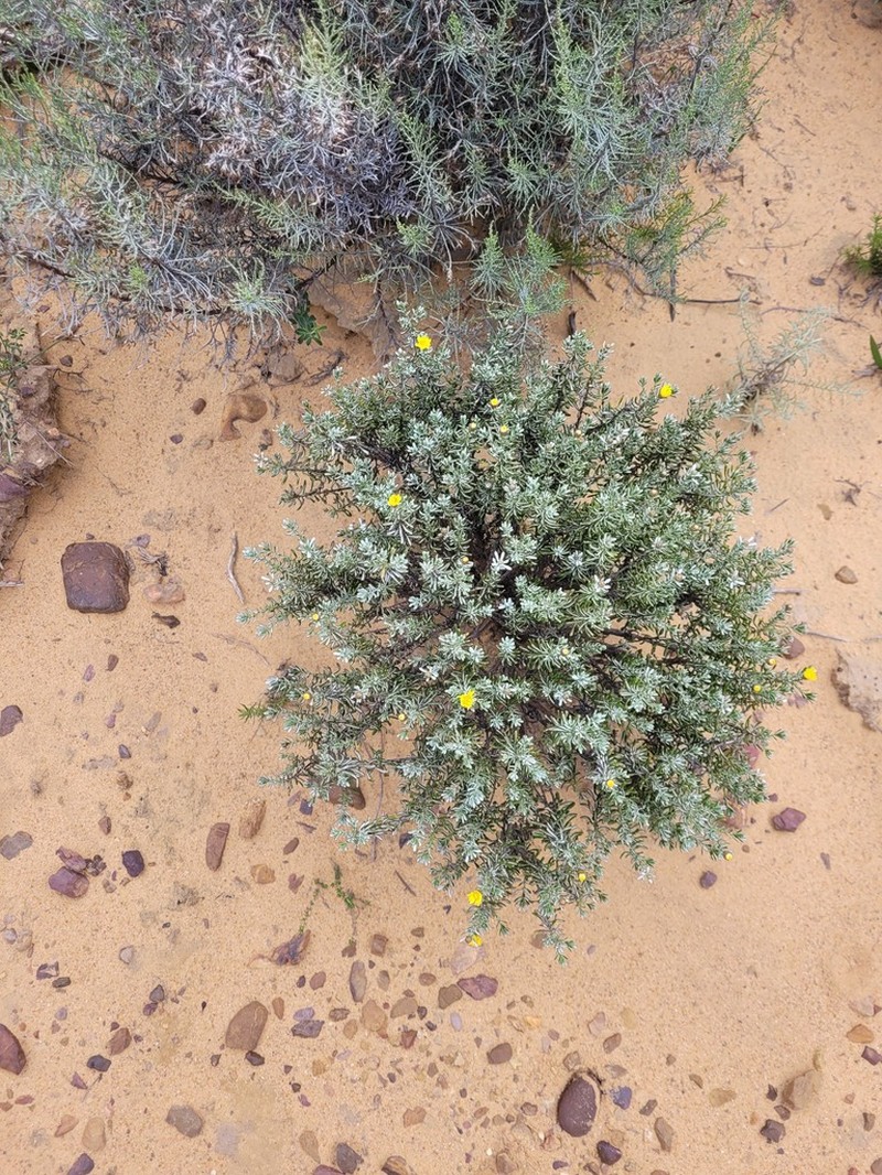 Oedera relhanioides photo 3
