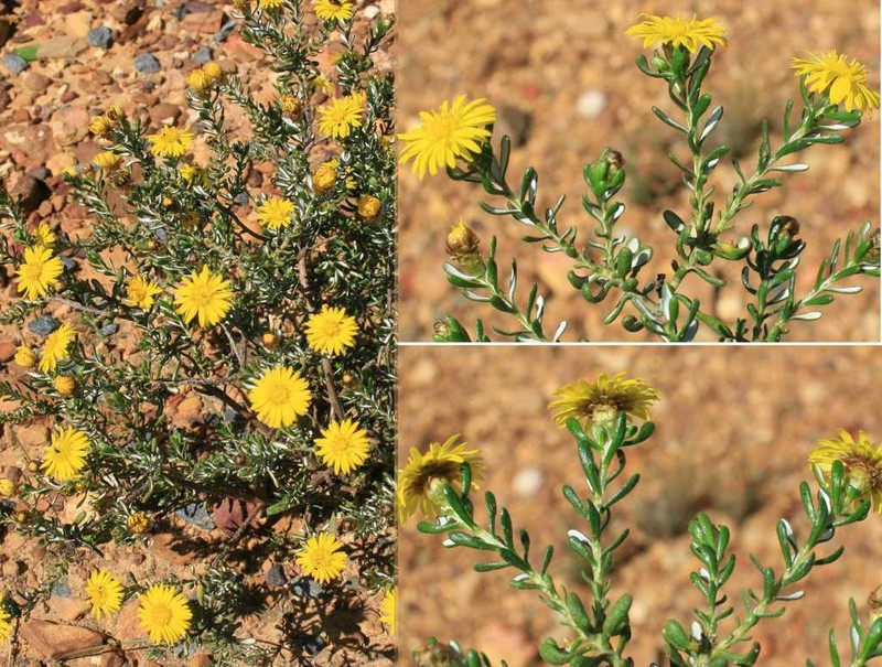 Oedera relhanioides photo 4