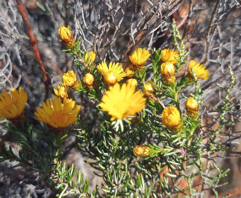 Oedera relhanioides photo 5