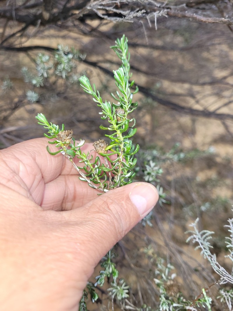 Oedera relhanioides photo 6