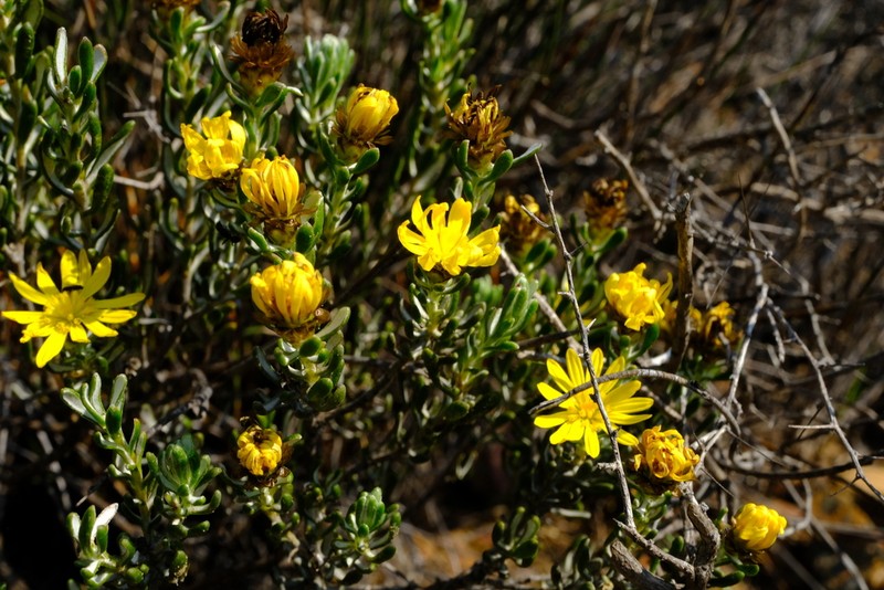 Oedera relhanioides photo 7