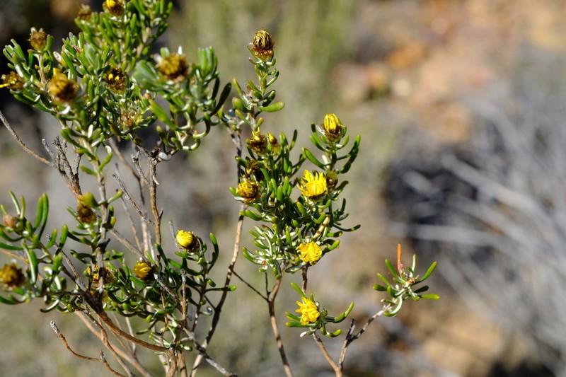 Oedera relhanioides photo 8