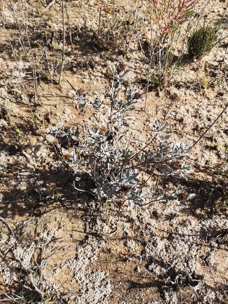 Oedera rotundifolia