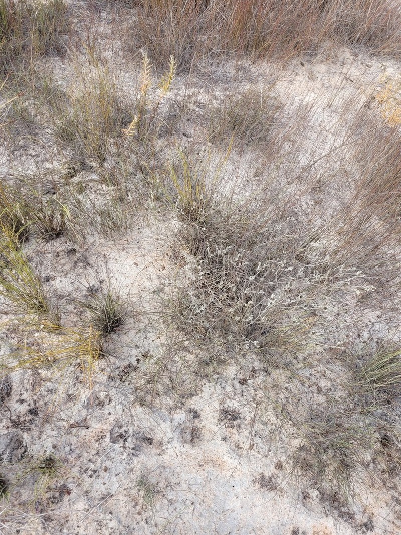 Oedera rotundifolia photo 2