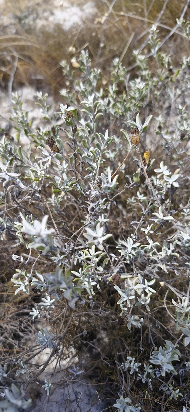 Oedera rotundifolia photo 3