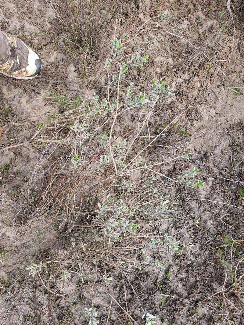 Oedera rotundifolia photo 4